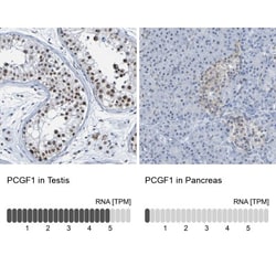 PCGF1 Antibody, Novus Biologicals 0.1mL; Unlabeled:Antibodies, Polyclonal